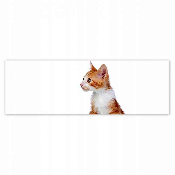 Plakáty 200x66 Kočka Kotě Kočky