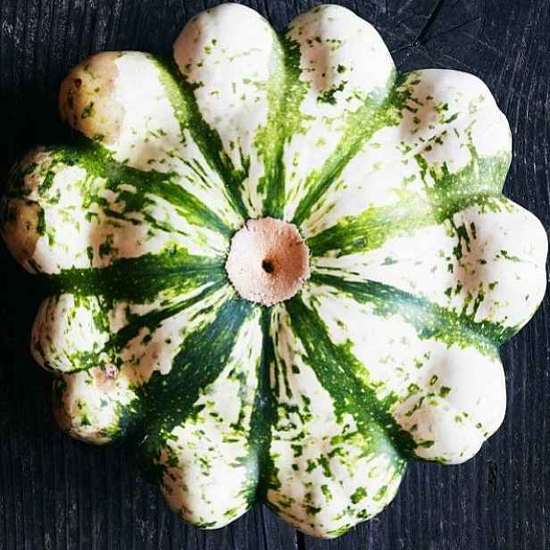 Culina Botanica Patizon Strakatý žluto-zelený / Panaché Jaune et Vert