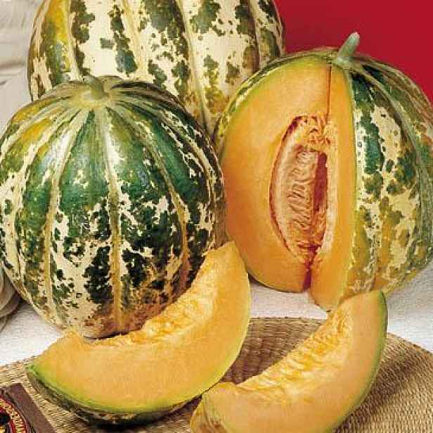 Culina Botanica Meloun cukrový Oranžový ananas