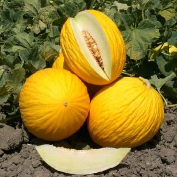 Culina Botanica Meloun cukrový zimní Žlutý