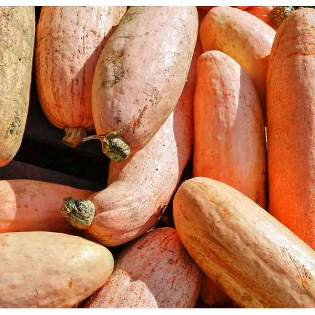 Culina Botanica Dýně Banana Pink Jumbo