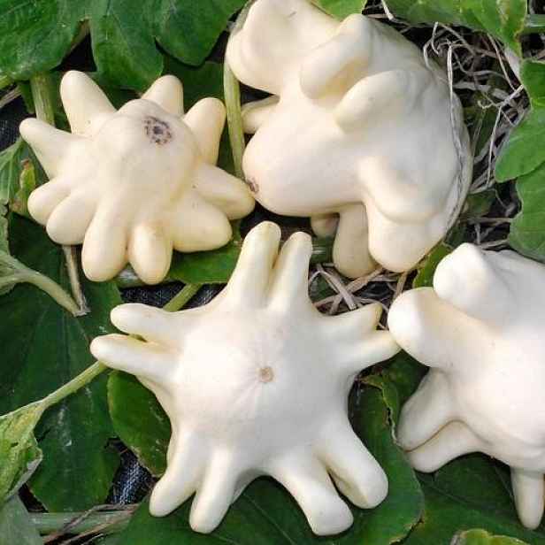 Culina Botanica Patizon Jugoslávský bílý