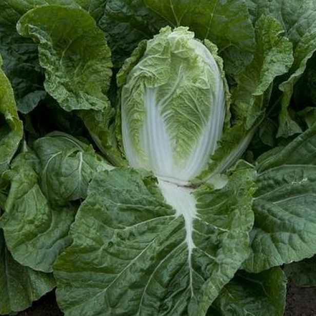 Culina Botanica Zelí pekingské Granát