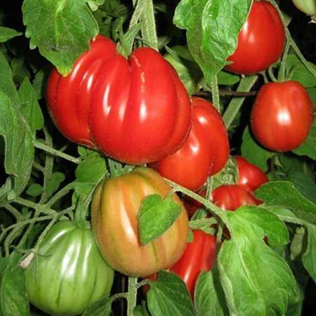 Culina Botanica Rajče Italská hruška