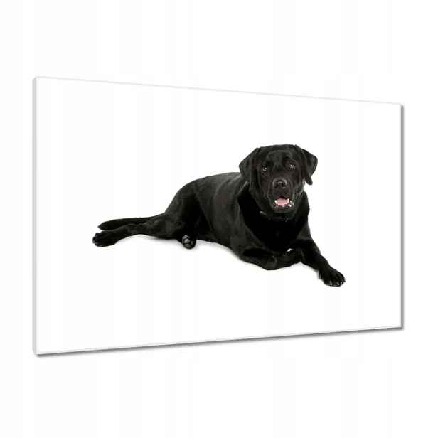Obrazy 90x60 Černý labrador Pejsek