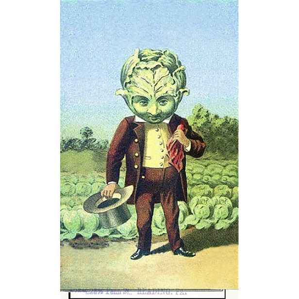 Culina Botanica Variace zelí