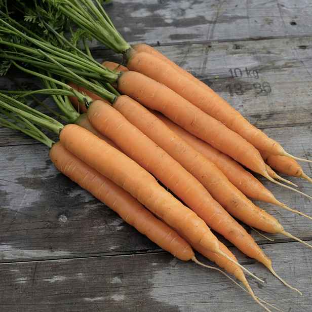 Culina Botanica Mrkev raná Amsterdamská