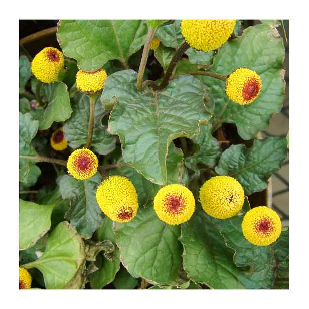 Culina Botanica Plamatka zelná Champagneblod (Spilant)