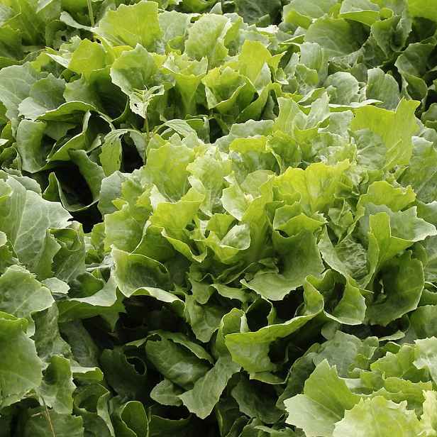 Culina Botanica Salát štěrbák Batavian Green 