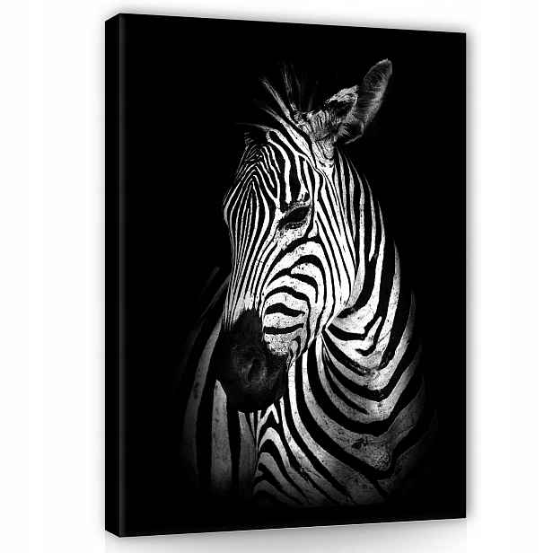 Obraz 75x100 Zebra černobílý portrét divoká příroda pruhy zvíře příroda