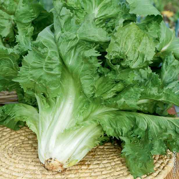 Culina Botanica Salát štěrbák Cornet de Bordeaux