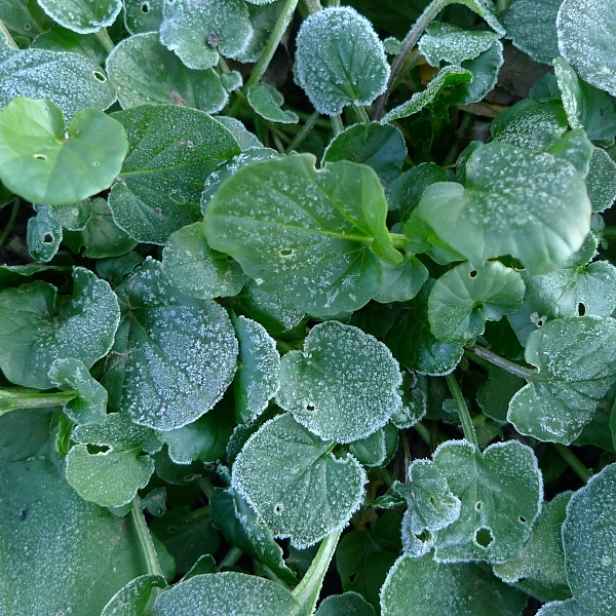 Culina Botanica Barborka obecná (řeřicha)