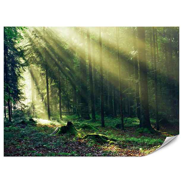 Muralo FOTOTAPETA do Ložnice Východ Slunce Les Stromy Mech 100x70