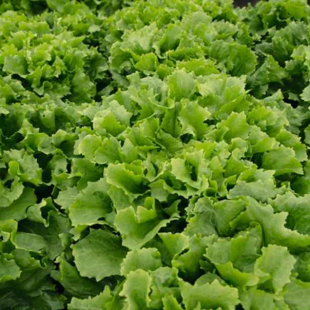 Culina Botanica Čekanka listová Eros