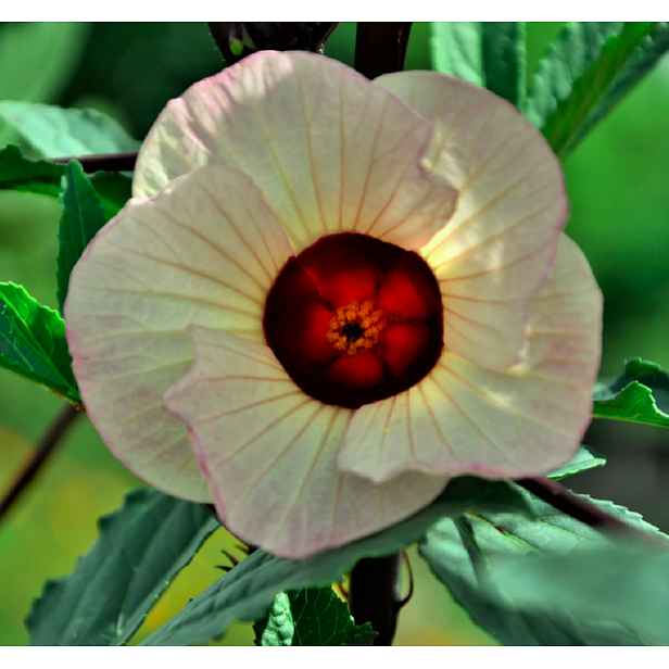Culina Botanica Ibišek súdánský