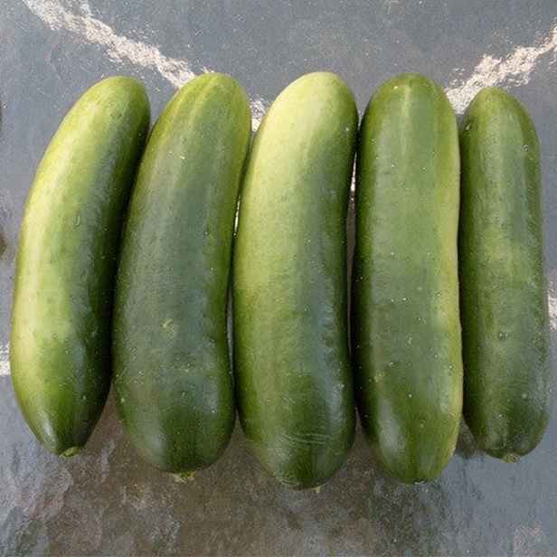 Culina Botanica Okurka salátová mini Mideast Peace
