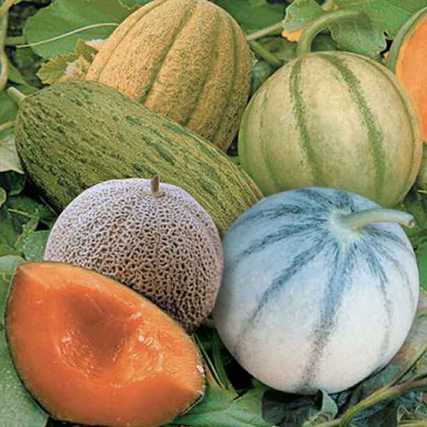 Culina Botanica Meloun cukrový Miscuglio di Milano (Milánská směs)