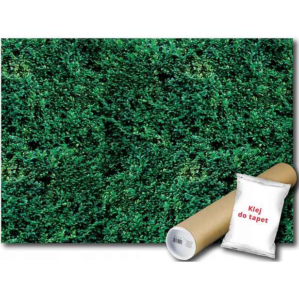 Fototapeta Bukszpan Keř 9E F3XL 416x254 F2623