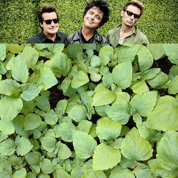 Culina Botanica Perila zelená A Green Day