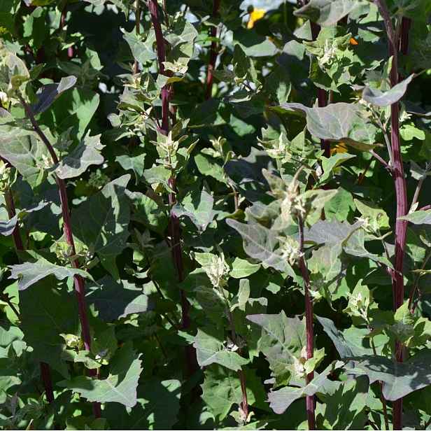 Culina Botanica Lebeda zahradní