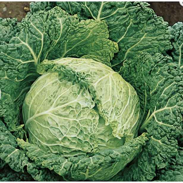 Culina Botanica Kapusta hlávková Savoy Aubervilliers