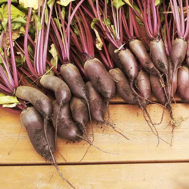 Culina Botanica Řepa Salátová Karkulka