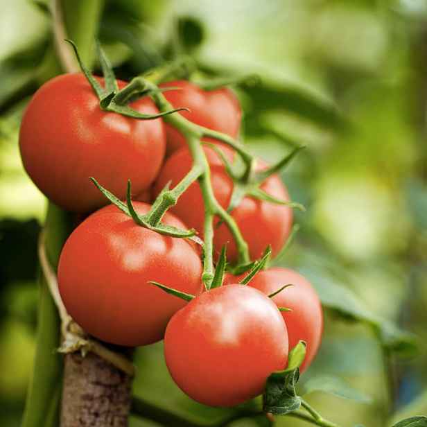 Culina Botanica Rajče Primabella