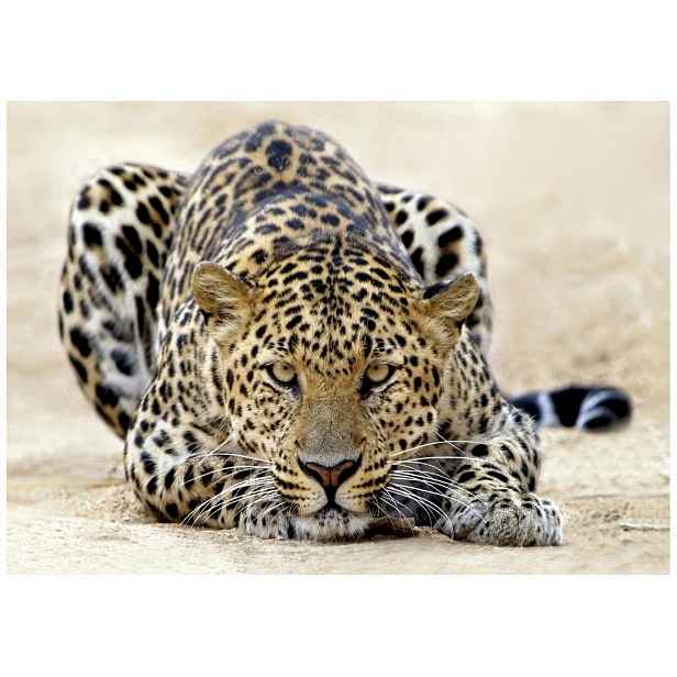 Fototapeta Tygr Jaguar Afrika Zvířata Safari Příroda Flizelina 150x105
