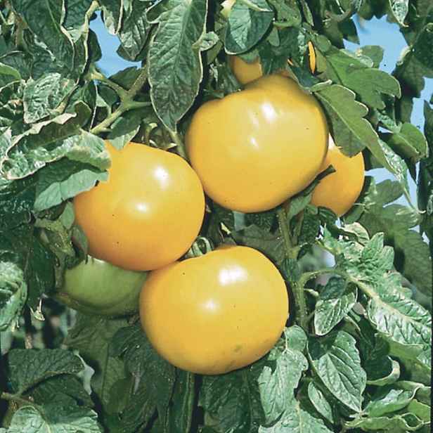 Culina Botanica Rajče Lemon Boy
