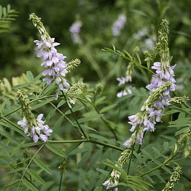 Culina Botanica Jestřabina lékařská - kulturnÍ