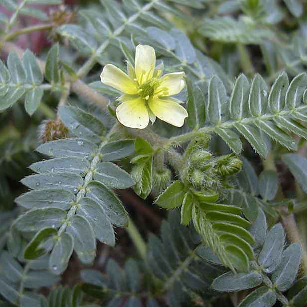 Culina Botanica Kotvičník zemní