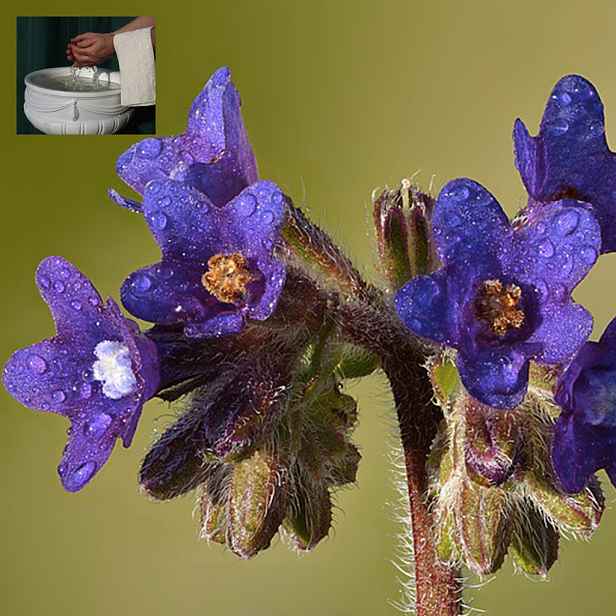 Culina Botanica Pilát lékařský