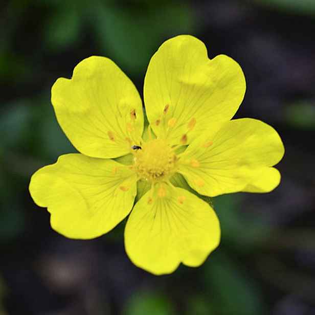 Culina Botanica Mochna stříbrná