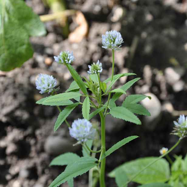 Culina Botanica Pískavice modrá