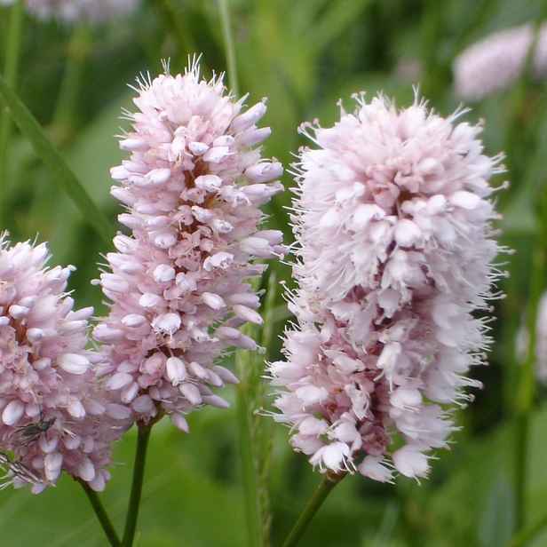 Culina Botanica Rdesno hadí kořen