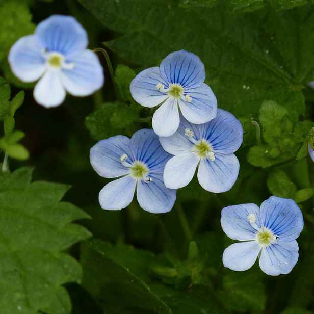 Culina Botanica Rozrazil lékařský