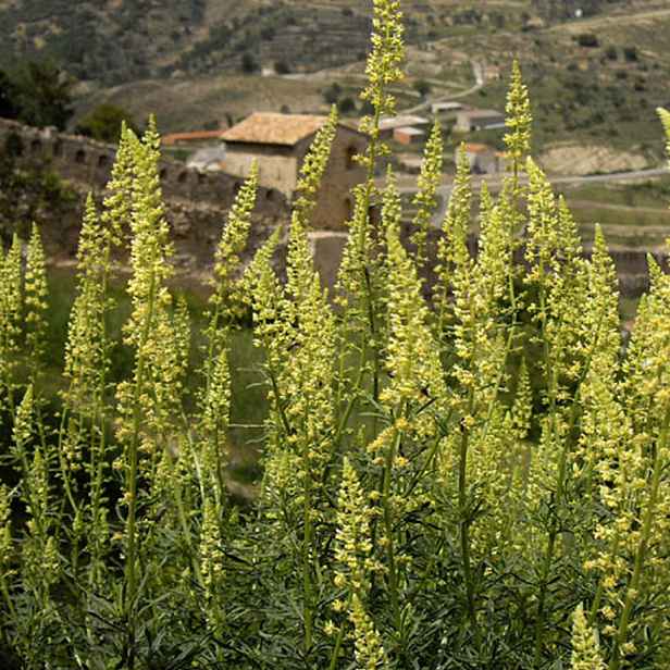 Culina Botanica Rýt barvířský