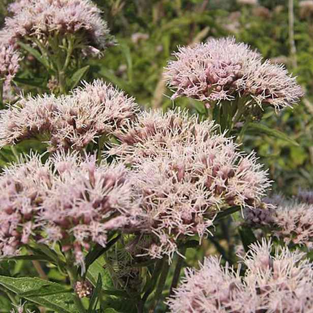 Culina Botanica Sadec konopáč