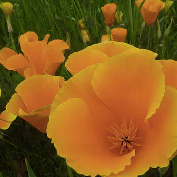 Culina Botanica Sluncovka kalifornská