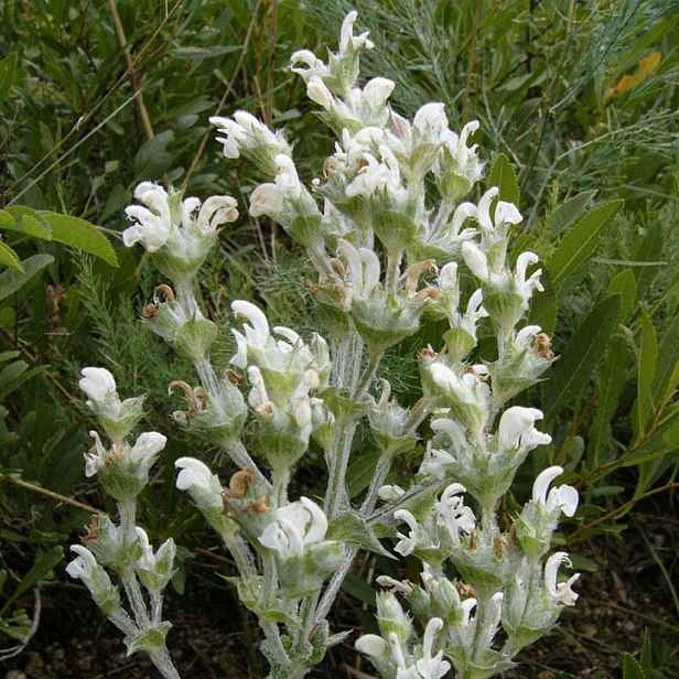 Culina Botanica Šalvěj etiopská