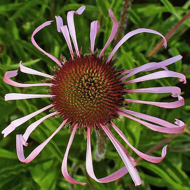 Culina Botanica Třapatka bledá