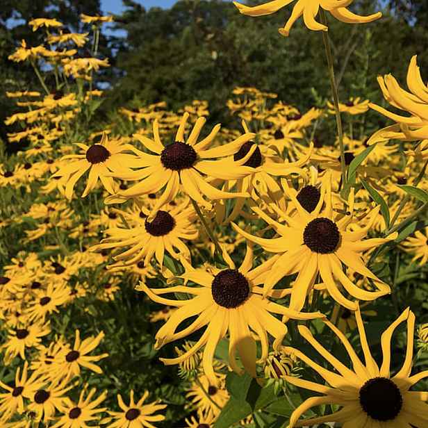 Culina Botanica Třapatka Tennessee