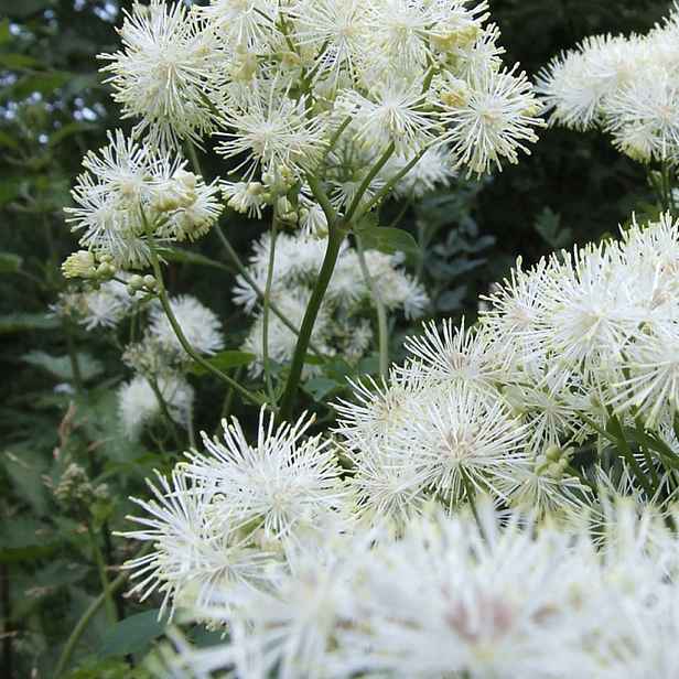 Culina Botanica Tužebník jilmový