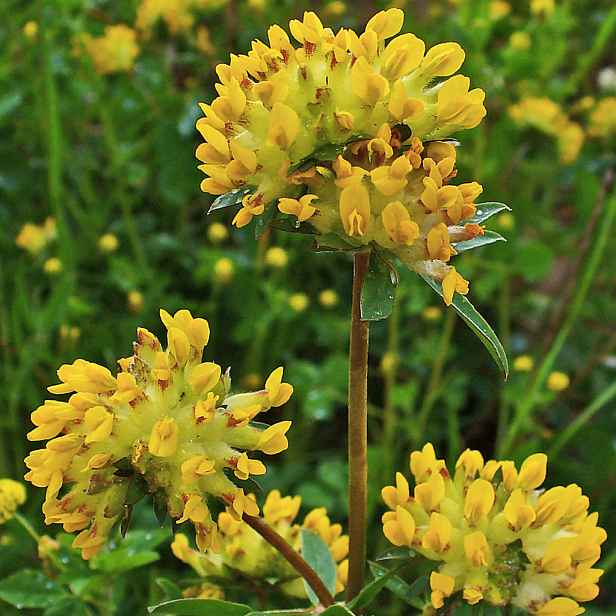Culina Botanica Úročník bolhoj