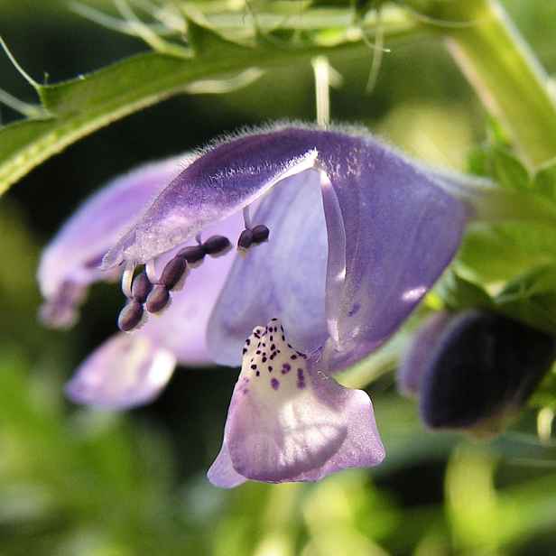 Culina Botanica Včelník Moldavský - turecká meduňka