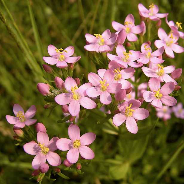 Culina Botanica Zeměžluč lékařská
