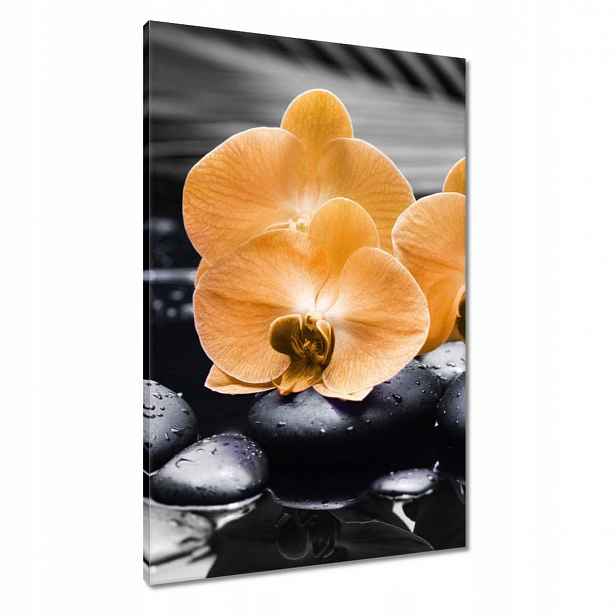 Obrazy 60x90 Oranžové orchideje