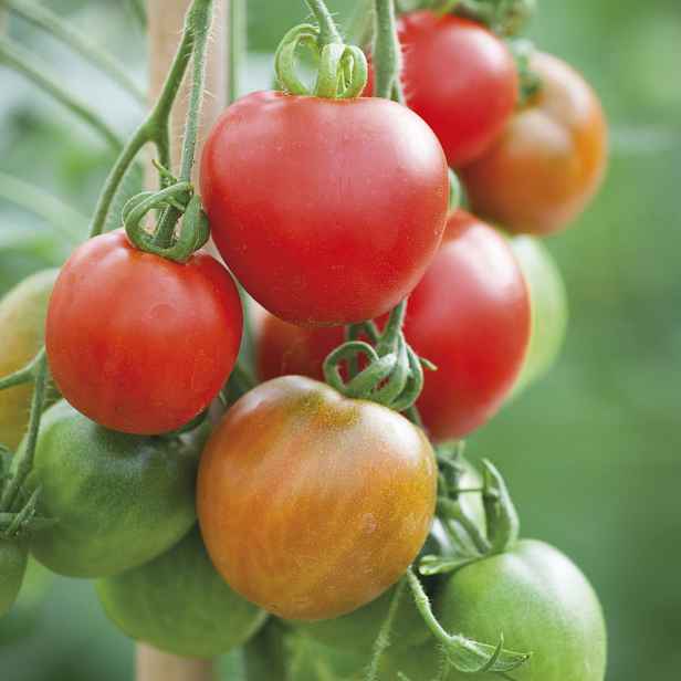 Culina Botanica Rajče tyčkové Stupické skleníkové