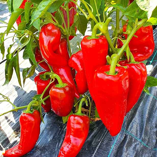 Culina Botanica Paprika zeleninová sladká Mercedes