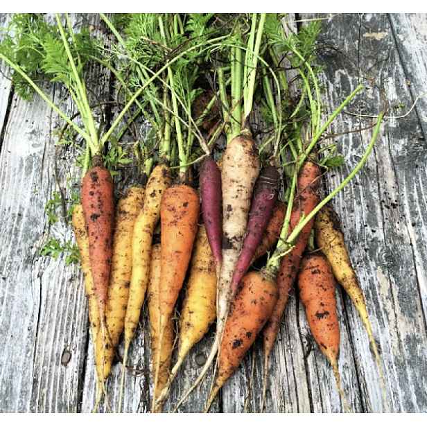 Culina Botanica Mrkve barevná směs